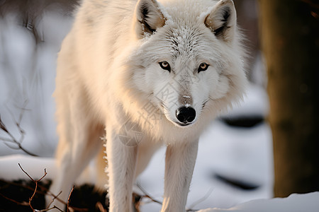 冬季丛林中的白狼图片