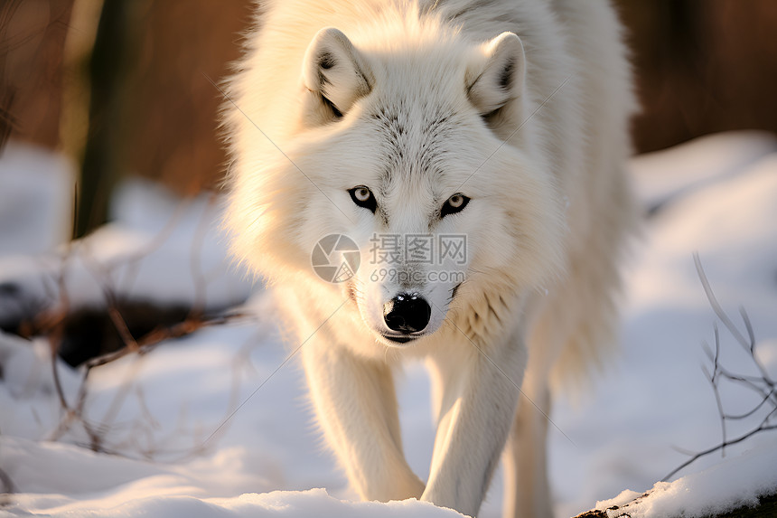 凶猛可怕的白狼图片