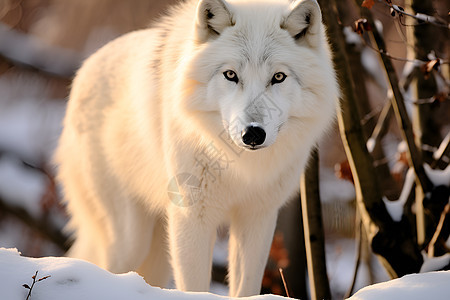 野生肉食动物的白狼图片