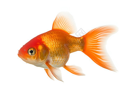 鱼缸中的金鱼图片