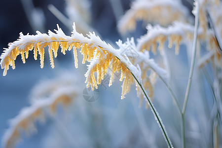 冰雪精灵图片