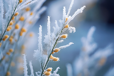 冬日寒霜中的花朵图片