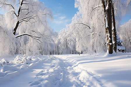 冰雪中的奇幻之旅图片