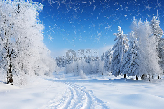 白雪覆盖高地树木图片