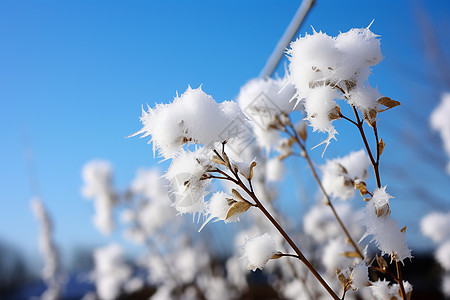 树枝花草冰雪覆盖的花草背景