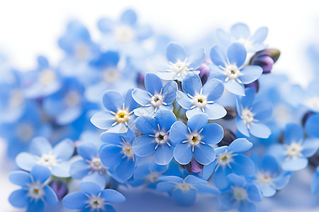 蓝色海棠盛开图片