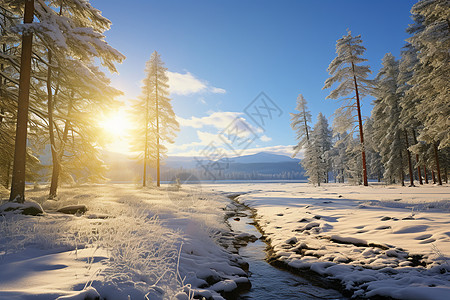 雪地森林冰雪森林的阳光小径背景