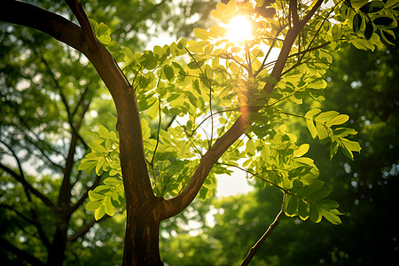 森林光束太阳穿透树叶背景