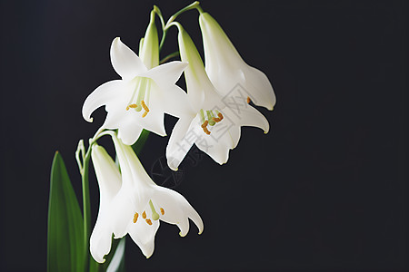 白色的百合花背景图片