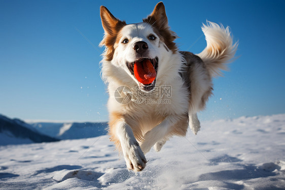 雪地里奔跑的宠物图片