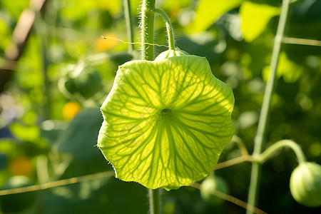 农业种植的田野图片