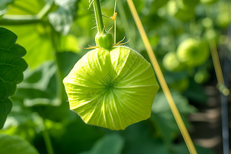 乡村农业种植的田野图片