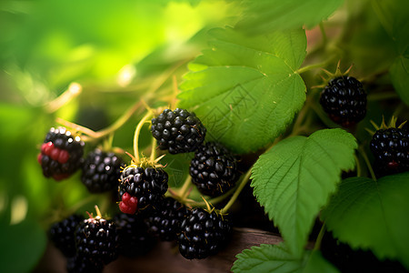 黑莓果园中成熟的果实图片