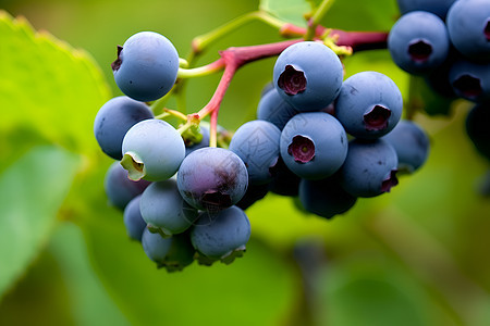 硕果累累的蓝莓种植果园图片
