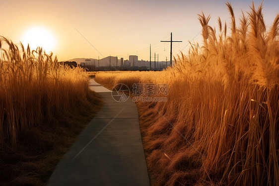 乡村农业种植的田野图片