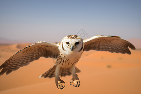 沙漠中的猎鹰背景图片