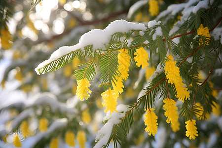 冰天雪地中绽放的梅花图片