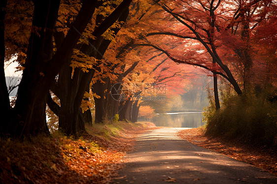 秋日林间的美丽风景图片