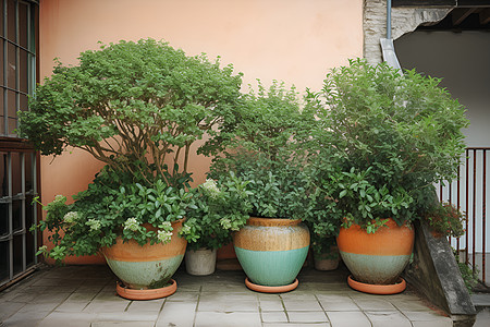 室外植物墙角的盆栽背景