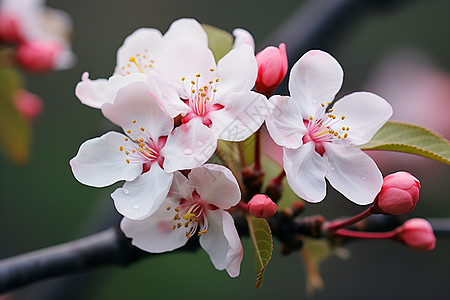 白桃花盛开清新春天的白粉红花朵背景