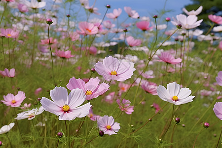 花海如梦图片