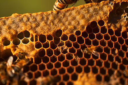 自然别致的蜂巢背景图片