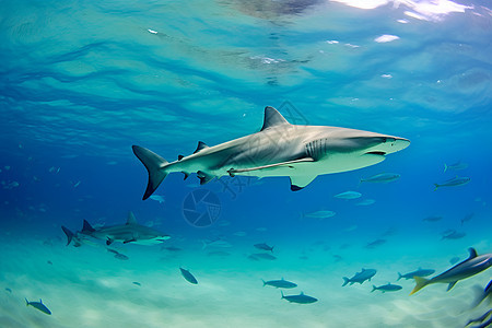 海洋中游动的鲨鱼图片