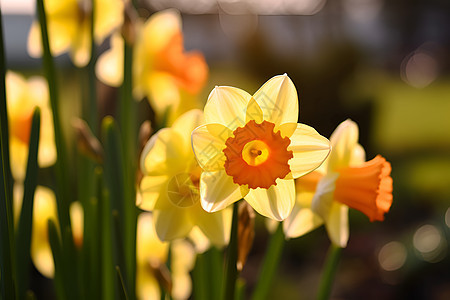 花园里娇艳的黄花图片