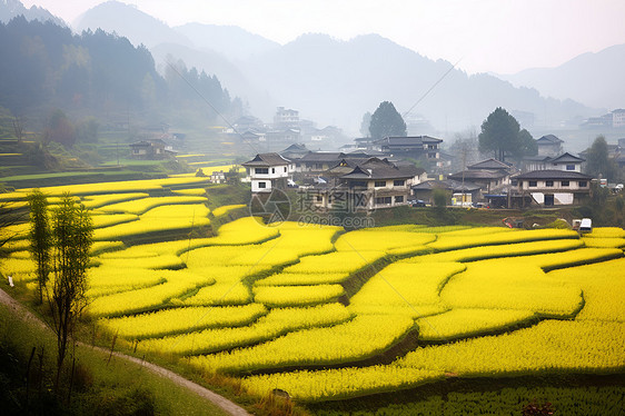 田野中美丽的油菜花图片