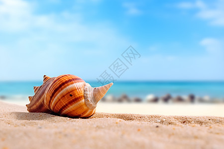 度假海滩上的贝壳图片