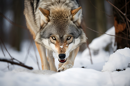 雪地中行走的狼图片