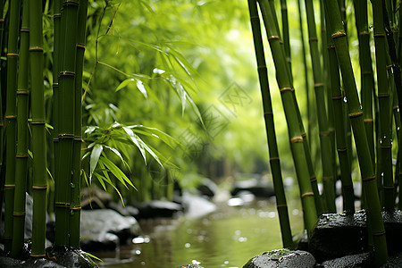 翠竹林中潺潺溪流高清图片