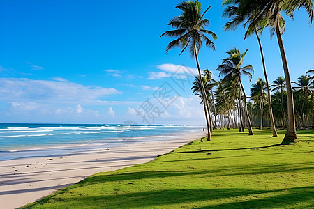 椰子树海边海岸边的棕榈树背景