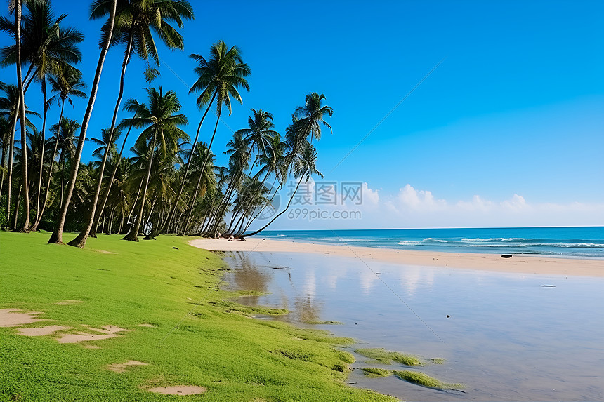 海滩上生长的椰子树图片