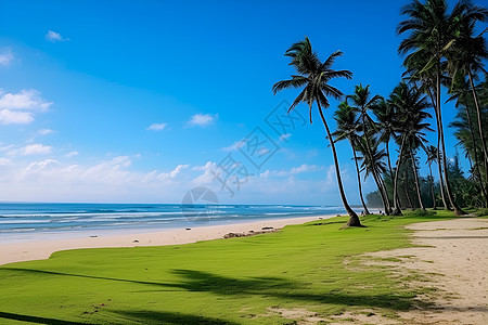 海滩椰子树海滩上的椰子树背景