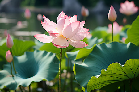 水池中的粉色莲花图片