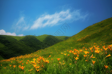 丘陵花海背景图片