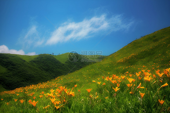 丘陵花海图片