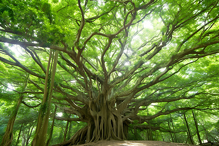 绿意浓郁的大树背景图片