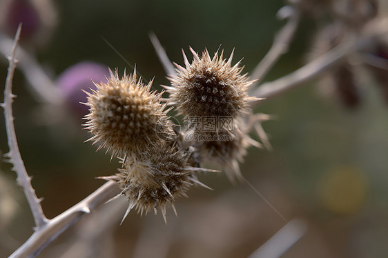 野草花朵的特写照片图片