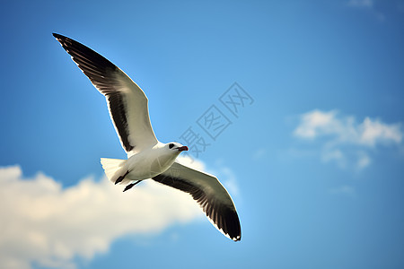 天空飞翔的海鸥图片