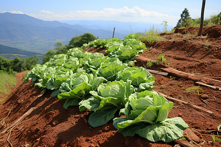 青山翠谷田园风光图片