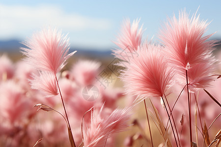 粉色蓬草在阳光下图片