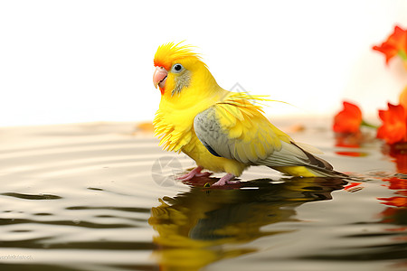 一只黄色鹦鹉图片