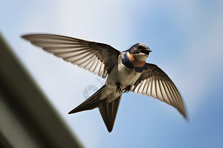 飞翔的燕子背景图片
