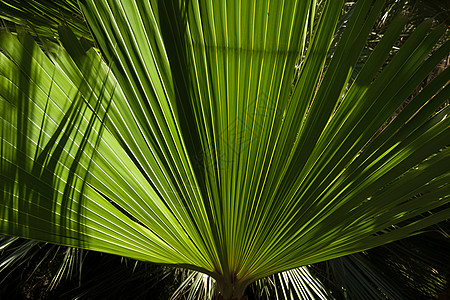 棕榈树植物背景图片