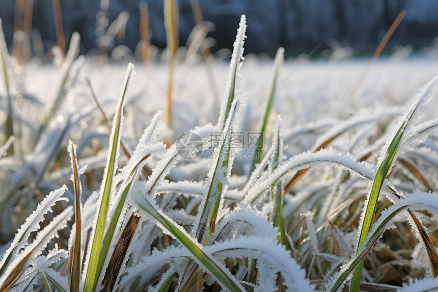 冰天雪地的农田图片