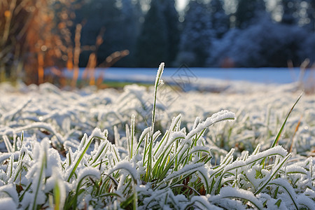 冬日的农田背景图片