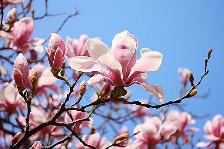 春日粉色樱花图片