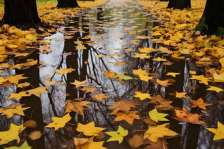 秋季水面上的黄叶图片
